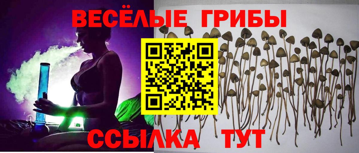 Псилоцибиновые грибы Cubensis Дмитров